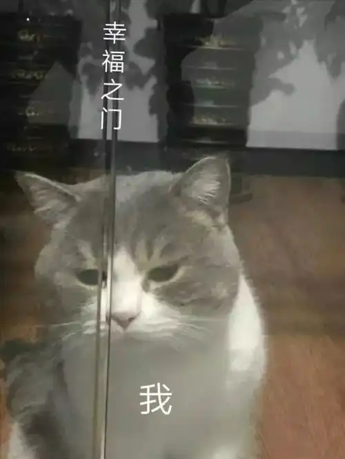  猫咪表情包干啥啥不行,睡觉第一名养猫