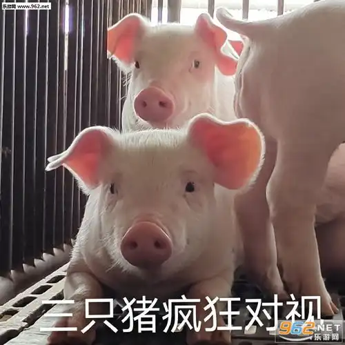  老婆胖胖生活旺旺图片三只猪疯狂对视的图片表情包下载乐游网游戏下载
