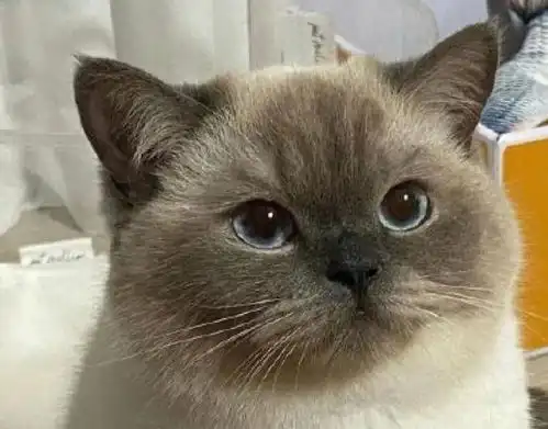 老祖宗劝告这几种猫咪不吉利,不要轻易带回家 老祖宗劝告这几种猫咪不吉利,不要轻易带回家