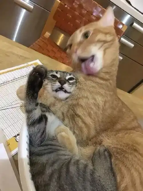  网友的这只猫超爱舔别的猫,每次舔起毛来,真是好猥琐,哈哈