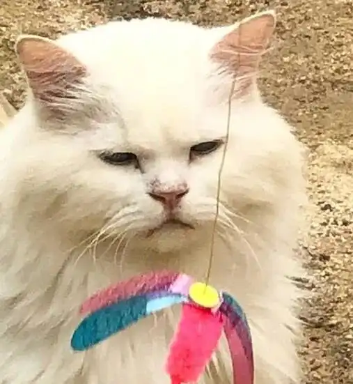  猫天生眼睛小,它看起来表情不是很开心的样子,这表情好苦