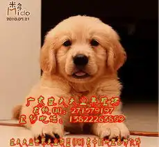 约表情包杜蕾斯金毛