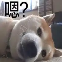  柴犬单身狗表情包微信头像图片大全
