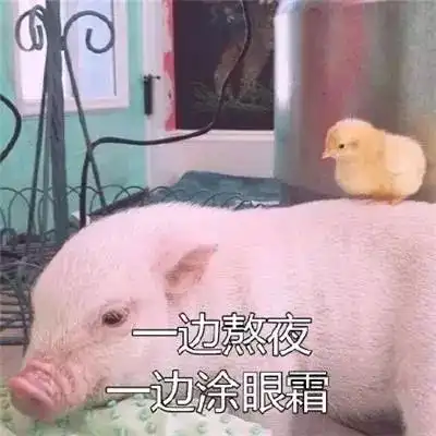 猪洗澡表情包动图搜狗