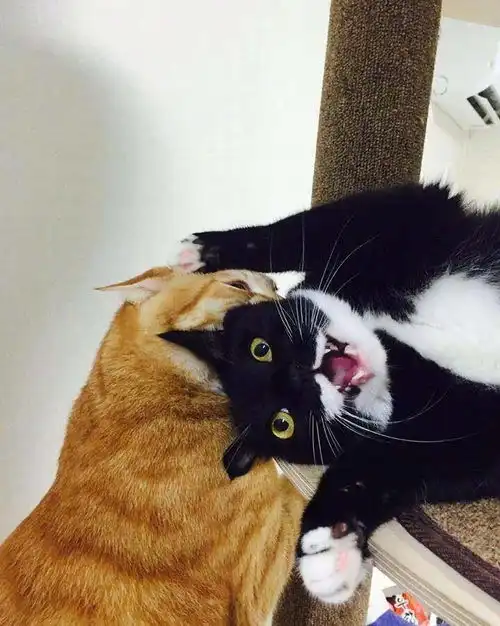  黑猫调戏橘猫被瞬间制服,橘猫把我惹毛了,我自己都怕