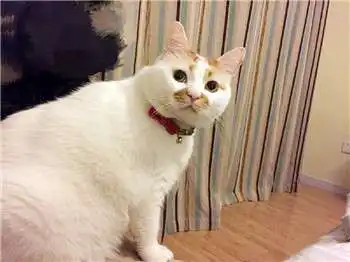  很多人可能不知道楼楼的名字却一定用过它的表情包