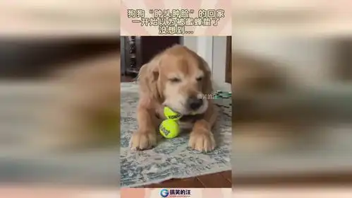  狗狗肿头肿脸的回家,一开始以为被蜜蜂蛰了,没想到...