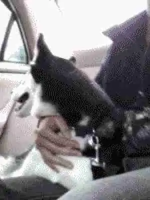  二哈终归还是二,就算颜值再高也掩盖不了,真是只谁见谁乐的狗子