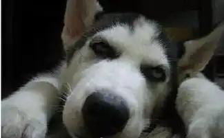 哈士奇表情包动图法牛