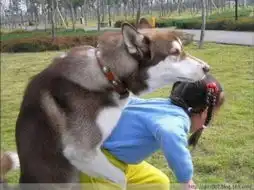  动物荒唐性行为大象与犀牛交配目瞪口呆