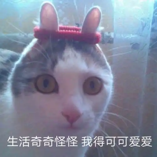  大懒x小懒的相册哈哈哈表情包