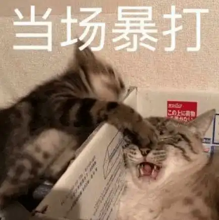 ﻿表情包搞笑沙雕一夜新娘