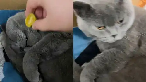 广东一女子趁猫咪睡觉,给它嘴里滴点柠檬汁,猫咪醒后表情萌翻