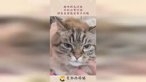  猫咪剃毛过程,不料没有吵闹,但是表情感觉有点问题