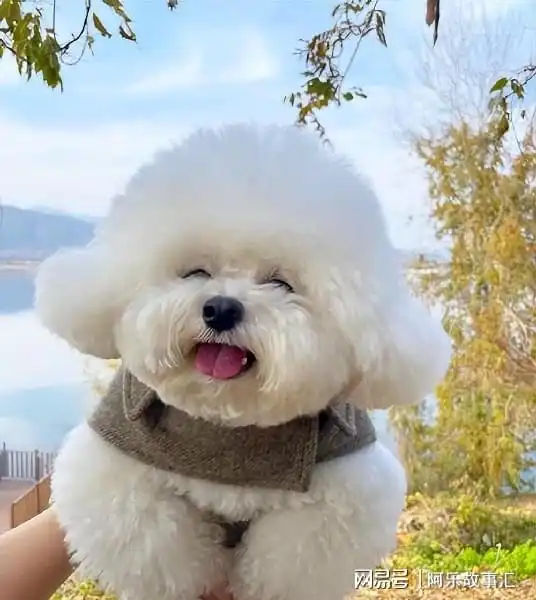 狗托表情包比熊犬