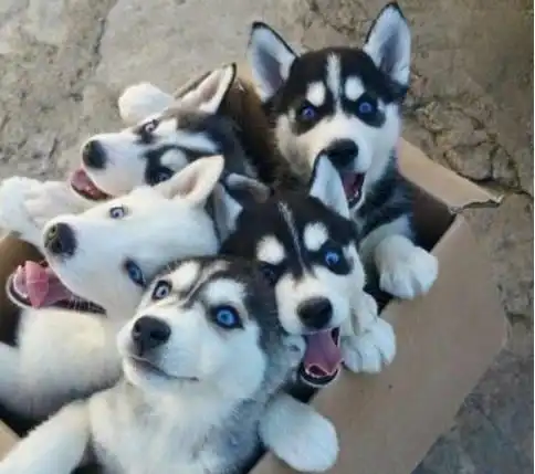  阿拉斯加雪橇犬要哭了别再拿我当表情包了,我不是二哈