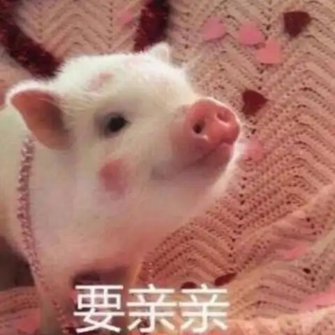  小香猪表情包大全,看完好想撸猪呀,非常奈斯