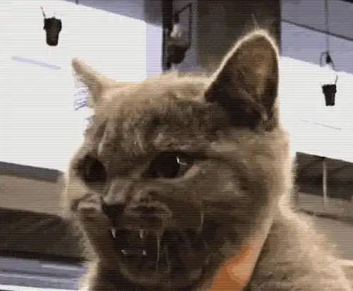  猫护五种常见的猫咪性格,看看你家的喵主子是属于哪一类的