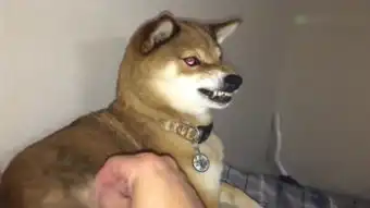  多想再爱你一回