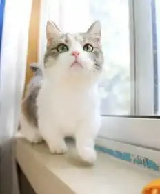  网友问猫咪要不要吃小鱼干,没想到猫咪竟是这反应...