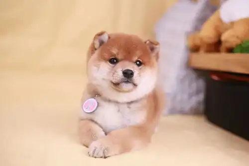 新手养柴犬教你养成表情包模样 新手养柴犬教你养成表情包模样