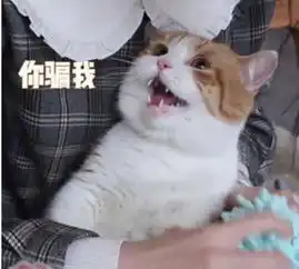  主人费心给猫咪剪指甲,猫咪刚开始特别顽抗,最后却败给了零食