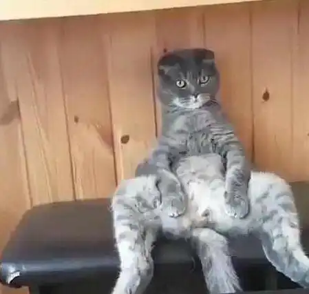 猫咪做完绝育独子在家,主人担心它做傻事,结果下班就看到这一幕 猫咪做完绝育独子在家,主人担心它做傻事,结果下班就看到这一幕