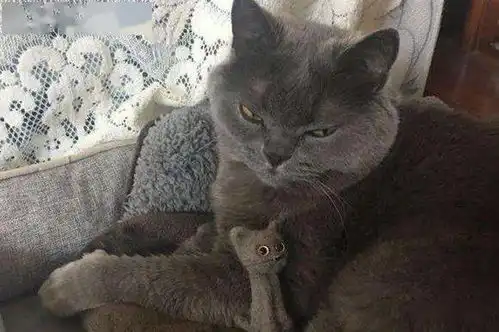  猫咪这3种行为看似爱主人,实则另有深意,养过的人太扎心了