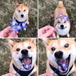  这里有好多逗b柴犬