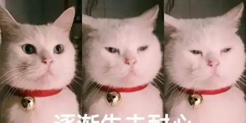  出租猫咪,一次100元,挣钱真快租赁