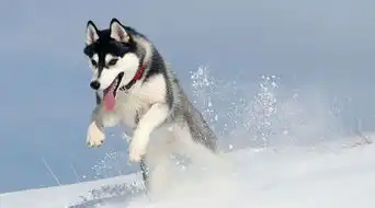  哪些食物对哈士奇健康有益哈士奇吃什么比较健康