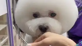  地鼠狗nene被吐槽这么晚还不睡觉委屈的小表情可爱死了