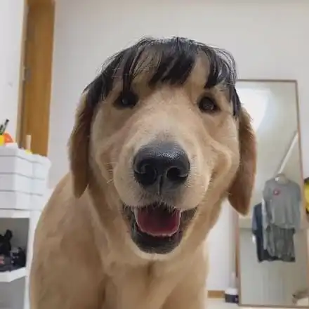  女主人亲就温顺羞涩,男主人亲就龇牙咧嘴,双标狗无疑了