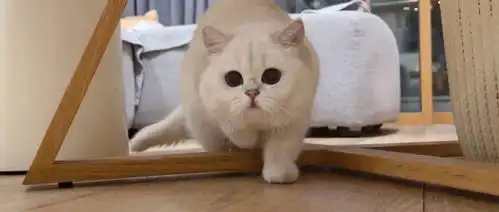  沙雕猫猫表情包