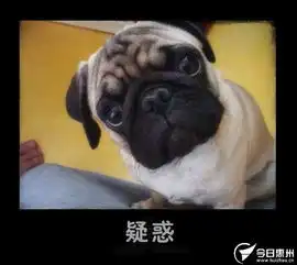  阿狗阿猫的丰富表情