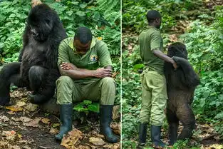  暖心大猩猩模仿饲养员郁闷表情逗其开心图