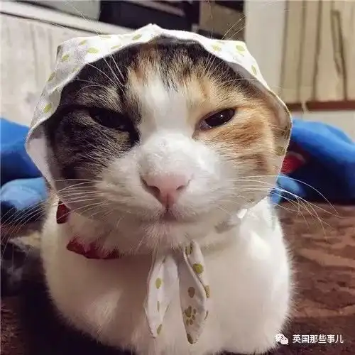  喵星人究竟能有多表情帝分分钟让你怀疑家里到底养了几只猫
