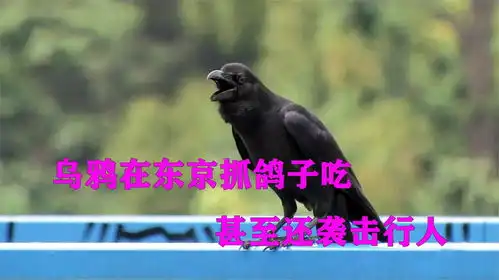  流氓乌鸦入侵东京,袭击东京市民,乌鸦哥奥利给