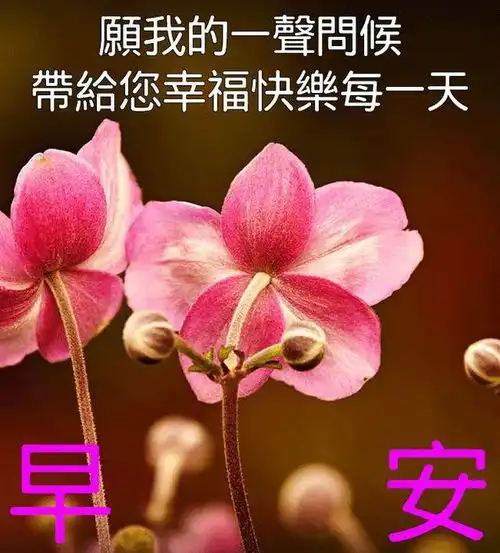  8月最新免打字聊天的中老年早上好表情包不用打字聊天的早安问候祝福图片