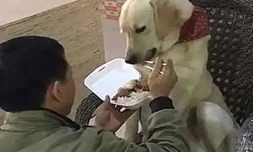  出差把狗托给父母照顾,原本他们极力反对,再去接时被逗笑了