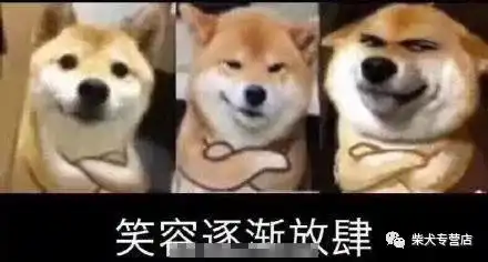  柴犬萌贱表情包合辑,不笑算我输