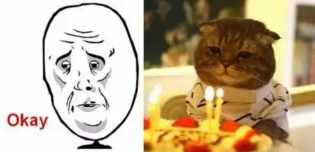 猫奴专属表情包别人想学也学不来