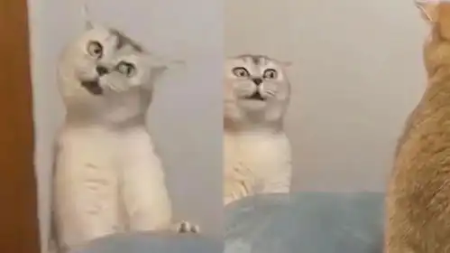  猫咪和同伴吵架全程表情包,调皮歪着头挑衅大叫,小表情是亮点