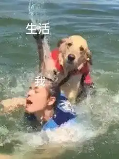  金毛号称大暖汪在铲屎官看来明明是夺命汪不信进来看看