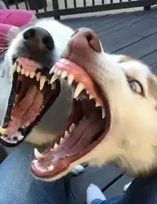  哈士奇打架赢的不是实力,居然是