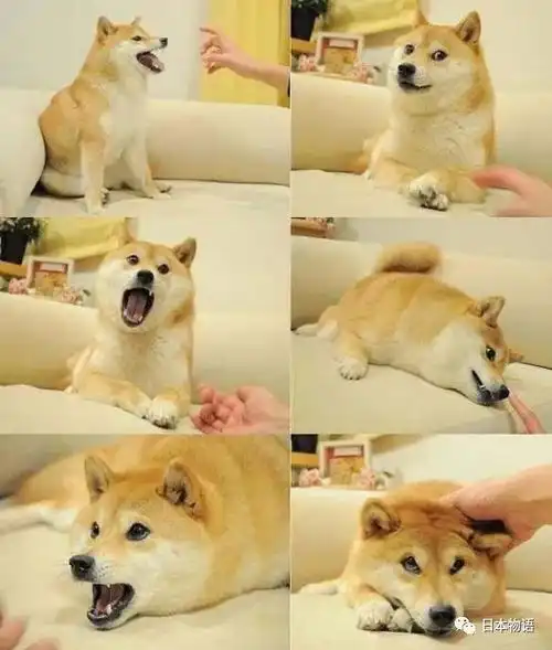  腾讯成功注册狗头表情包商标,柴犬本尊刚过16岁生日,狗生曲折