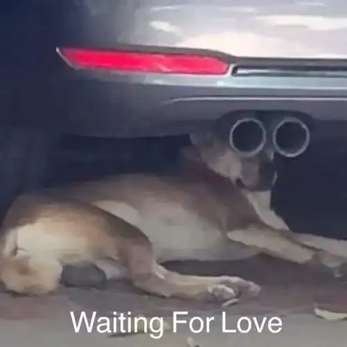 沙雕狗子表情包见鬼