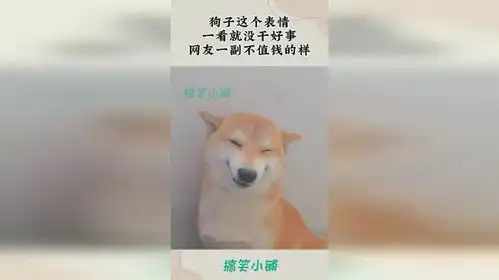  狗子这个表情,一看就没干好事,网友一副不值钱的样