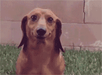 狗狗生气表情包gif