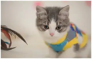 公猫不让主人靠近小猫,它一脸强势表情我是奶妈,我来喂它